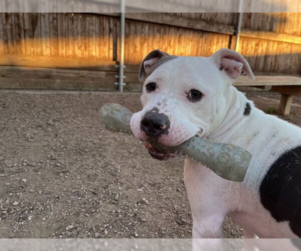 Medium Photo #4 Mutt Puppy For Sale in Plano, TX, USA