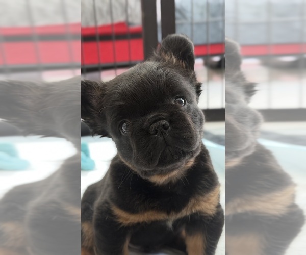 Medium Photo #1 French Bulldog Puppy For Sale in TAMPA, FL, USA