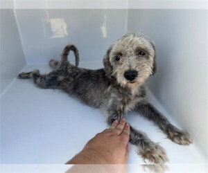 Miniature Schnauzer-Poodle (Miniature) Mix Dogs for adoption in Houston, TX, USA