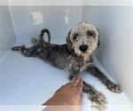 Small Miniature Schnauzer-Poodle (Miniature) Mix