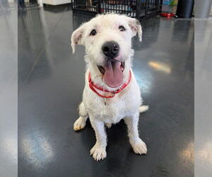 Mutt Dogs for adoption in Vail, AZ, USA