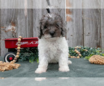Small #1 Poodle (Toy)