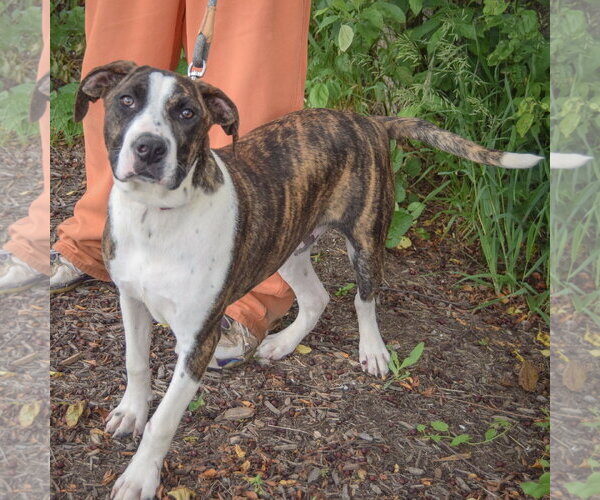 Medium Photo #4 American Staffordshire Terrier-Boxer Mix Puppy For Sale in Huntley, IL, USA