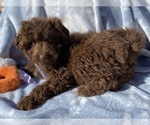 Image preview for Ad Listing. Nickname: Aussiedoodle