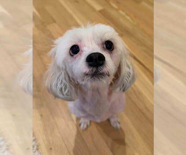 Medium Photo #2 Shih Tzu-Unknown Mix Puppy For Sale in Westwood, NJ, USA