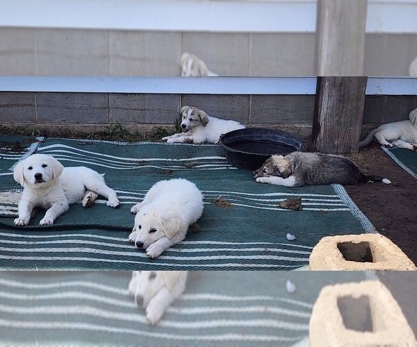 Medium Photo #7 Anatolian Pyrenees Puppy For Sale in LEWIS, IA, USA
