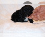 Small #3 Poodle (Toy)
