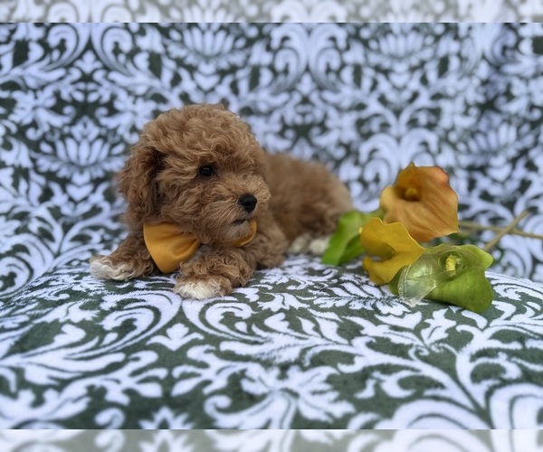 Medium Photo #10 Bichpoo Puppy For Sale in LAKELAND, FL, USA