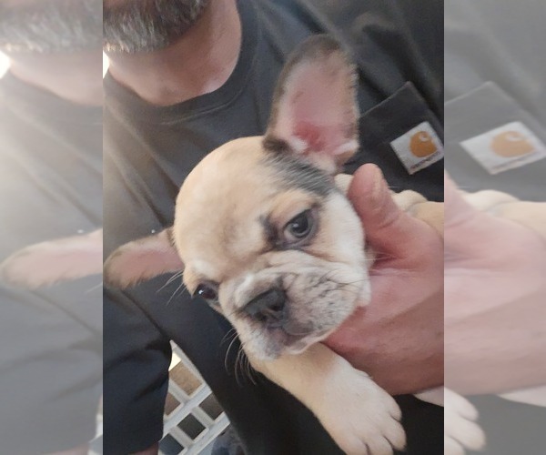 Medium Photo #3 French Bulldog Puppy For Sale in CHINO HILLS, CA, USA