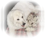 Small Photo #19 Great Pyrenees Puppy For Sale in HILLSVILLE, VA, USA