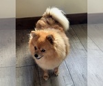 Small Photo #1 Pomeranian Puppy For Sale in ORRVILLE, OH, USA