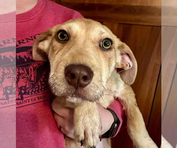 Medium Photo #3 Mutt Puppy For Sale in Germantown, OH, USA