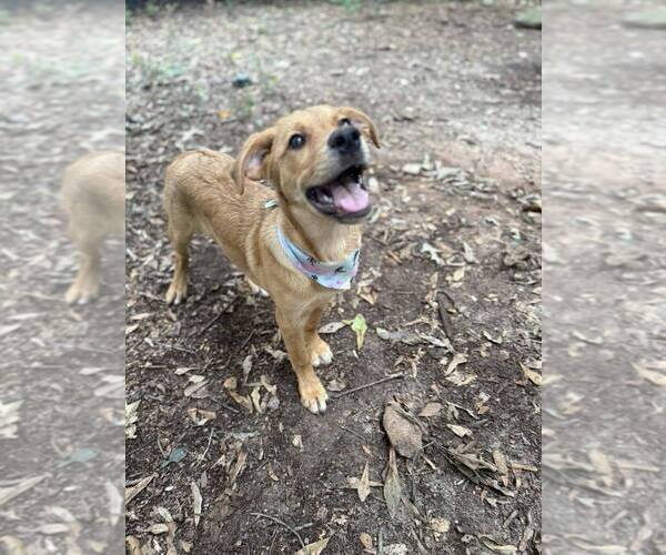 Medium Photo #9 Labrador Retriever-Unknown Mix Puppy For Sale in New York, NY, USA