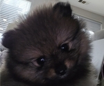 Small #9 Pomeranian