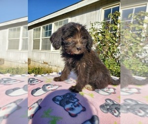 Mastiff-Poodle (Standard) Mix Puppy for sale in HERALD, CA, USA