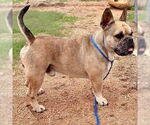 Small #3 French Bulldog Mix