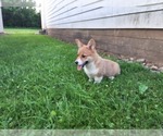 Small Photo #6 Pembroke Welsh Corgi Puppy For Sale in PORT BYRON, NY, USA