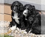 Small Photo #36 Bernedoodle Puppy For Sale in CANTON, MI, USA