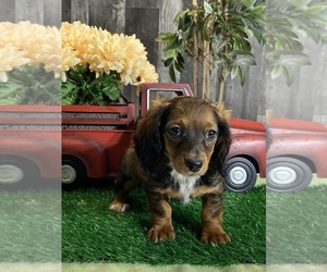 Dachshund Puppy for sale in CANOGA, NY, USA