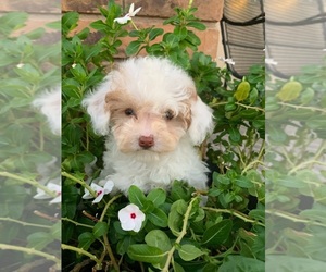 Poodle (Toy) Puppy for sale in GILBERT, AZ, USA