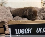 Small Photo #5 Labrador Retriever Puppy For Sale in BONAIRE, GA, USA