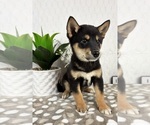 Small #1 Shiba Inu