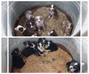 Australian Shepherd Puppy for Sale in JULESBURG, Colorado USA