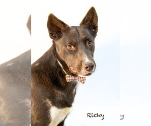 Mutt Dogs for adoption in Hot Springs Village, AR, USA