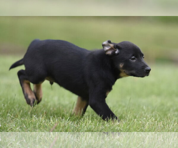 Medium Photo #7 Borador Puppy For Sale in Mechanicsburg, PA, USA