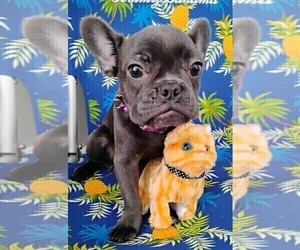 French Bulldog Puppy for sale in CLEARWATER, FL, USA