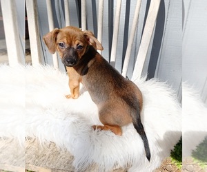 Chihuahua Puppy for sale in CARTHAGE, TX, USA
