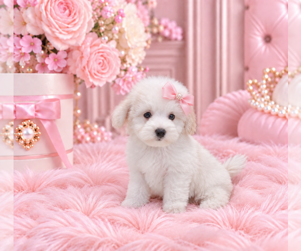 Medium Photo #4 ShihPoo Puppy For Sale in PEMBROKE PINES, FL, USA