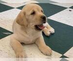 Small Photo #14 Labrador Retriever Puppy For Sale in WILSONVILLE, OR, USA