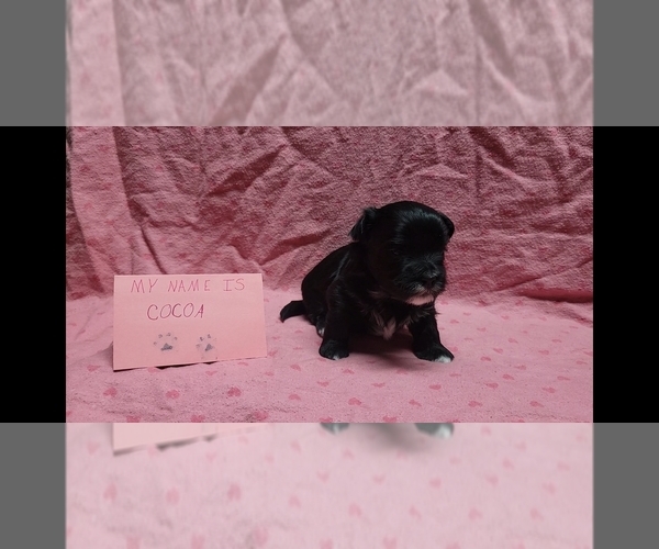 Medium Photo #4 Maltipoo Puppy For Sale in BROOKFIELD, MO, USA