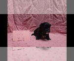 Small #3 Maltipoo