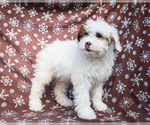 Small Photo #6 Saint Berdoodle Puppy For Sale in WAKARUSA, IN, USA