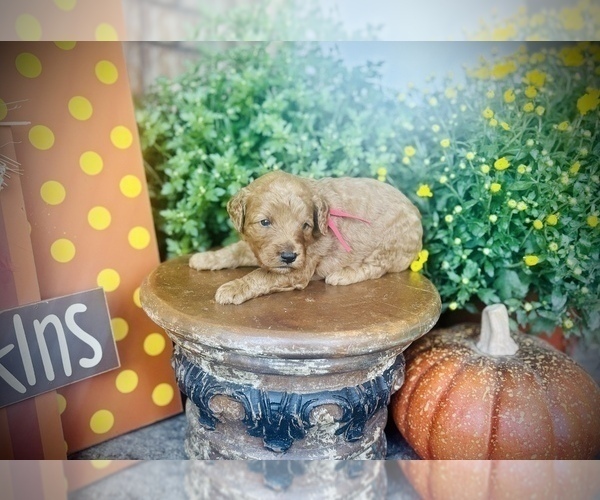 Medium Photo #33 Goldendoodle (Miniature) Puppy For Sale in SAINT JAMES, MO, USA