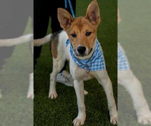 Siberian Husky-Unknown Mix Dogs for adoption in Baytown, TX, USA