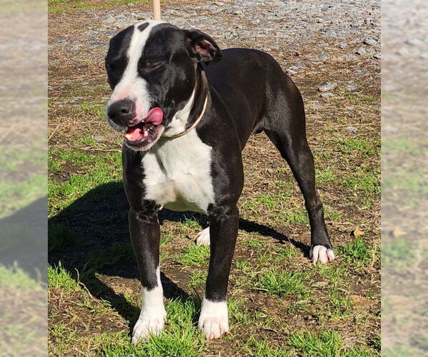 Medium Photo #4 Bulldog-Unknown Mix Puppy For Sale in Wetumpka, AL, USA