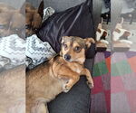 Small #1 Chiweenie