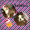Small Photo #2 Bulldog Puppy For Sale in PLANO, TX, USA