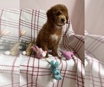 Small #10 Goldendoodle (Miniature)