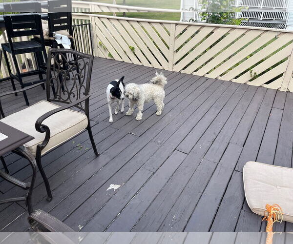 Medium Photo #11 Rat Terrier-Unknown Mix Puppy For Sale in Oakhurst, NJ, USA