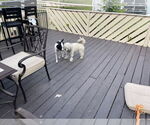 Small #10 Rat Terrier Mix