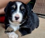 Puppy Juniper Miniature Australian Shepherd