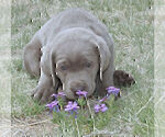 Small Photo #12 Labrador Retriever Puppy For Sale in FOUNTAIN, CO, USA