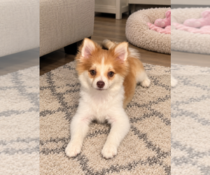 Pomeranian Puppy for sale in HAMILTON, NJ, USA