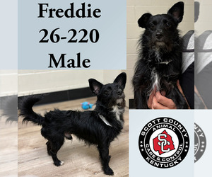 Mutt Dogs for adoption in Georgetown, KY, USA