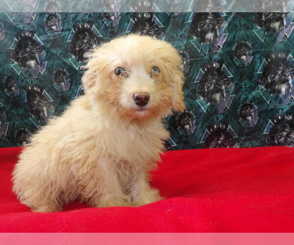Medium Photo #6 F2 Aussiedoodle Puppy For Sale in PATERSON, NJ, USA