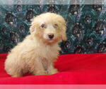 Small #5 F2 Aussiedoodle